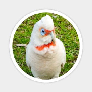 Eastern Long Billed Corella Magnet